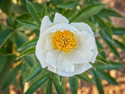 Pfingstrose Virginia Dare