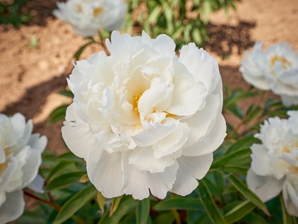 Blüte der Pfingstrose Allan Rogers