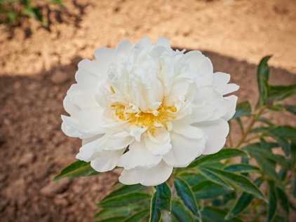 Blüte der Pfingstrose White Ivory