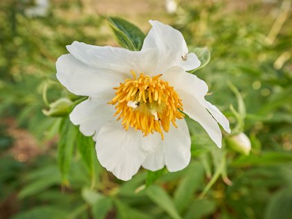 Blüte der Pfingstrose Emodi