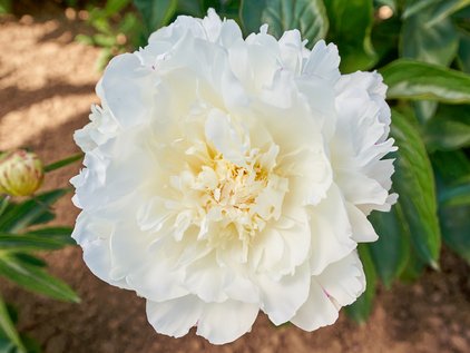 Blüte der Pfingstrose Henry Sass