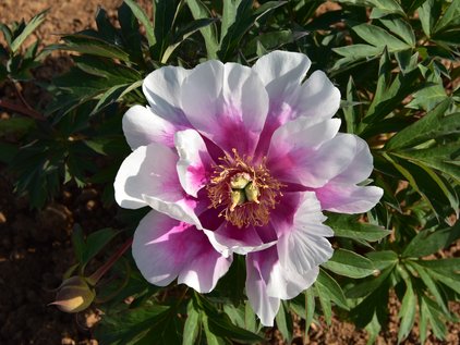 Pfingstrose Norwegian Blush