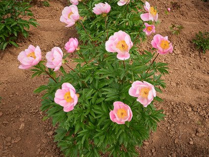 Pfingstrosenpflanze Roselette