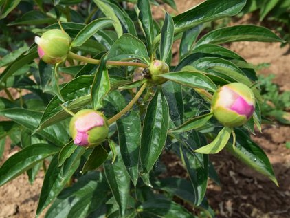 Knospen der Pfingstrose Jacorma