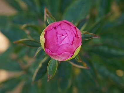Knospe der Pfingstrose Pink Pom Pom