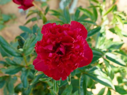 Blüte der Pfingstrose Inspecteur Lavergne