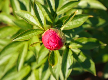 Knospe der Pfingstrose Honor