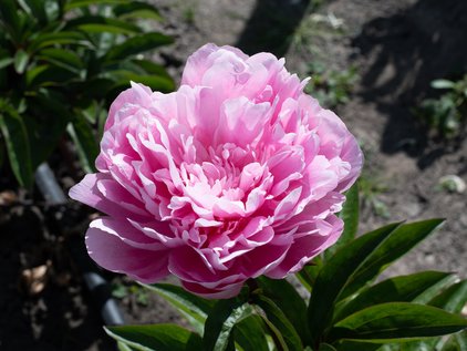 Blüte der Pfingstrose Pink Parfait
