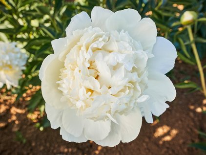 Blüte der Pfingstrose Bridal Gown