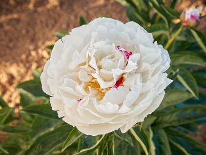Pfingstrose Ivory Escort