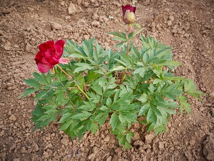 Pfingstrosenpflanze Sonoma Velvet Ruby