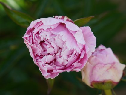 Knospe der Pfingstrose Margaret Clark