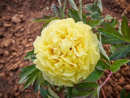 Pfingstrose Yellow Crown