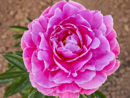 Pfingstrose Rozella