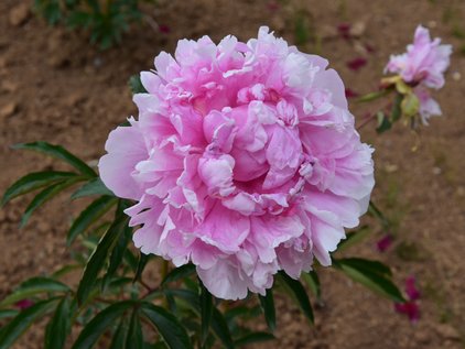 Blüte der Pfingstrose Clemenceau