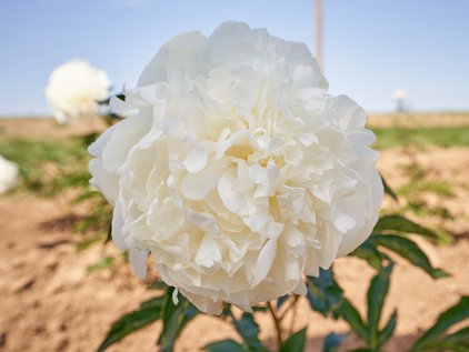 Blüte der Pfingstrose Beauty in White