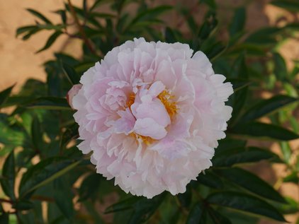 Blüte der Pfingstrose Marguerite Gerard