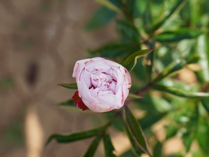 Knospe der Pfingstrose Marguerite Gerard