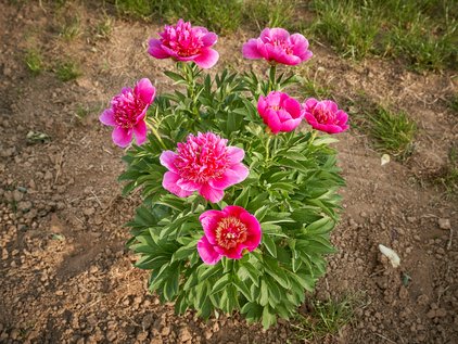 Pflanze der Pfingstrose Anemoniflora