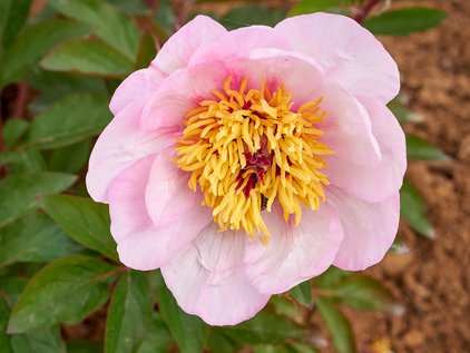 Pfingstrose Halcyon
