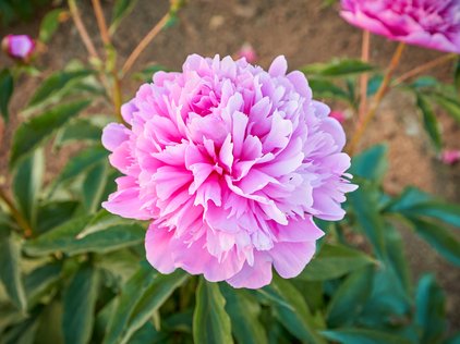 Blüte der Pfingstrose Sweetie