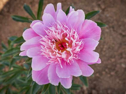 Pfingstrose Solfatare