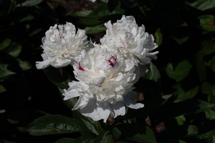 Blüten der Pfingstrose Festiva Maxima