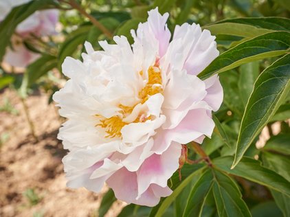 Blüte der Pfingstrose Catharina Fontijn
