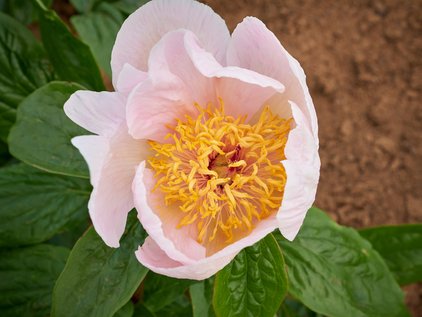 Blüte der Pfingstrose Sub. Hutthi