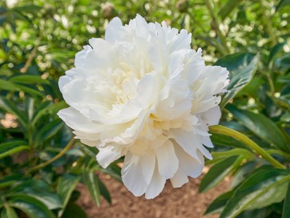 Blüte der Pfingstrose Henry Sass