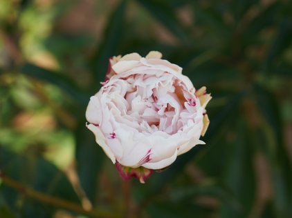Knospe der Pfingstrose Blush Queen