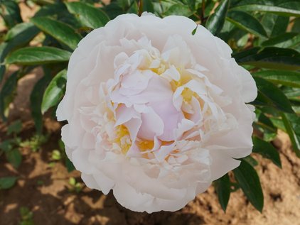 Blüte der Pfingstrose Blush Queen
