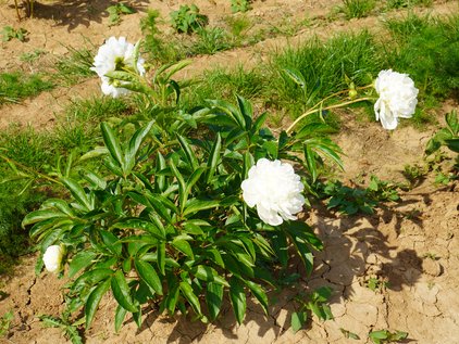 Pflanze der Pfingstrose Beauty in White