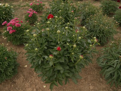 Pfingstrose America Pflanze mit Knospen