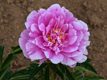 Blüte der Pfingstrose Rozella