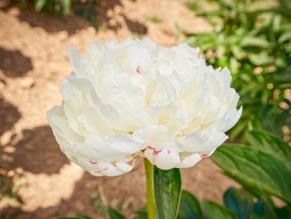 Blüte der Pfingstrose Snow Mountain