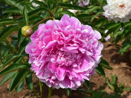 Blüte der Pfingstrose Jacorma