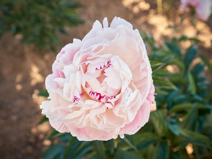 Pfingstrose Norma Volz