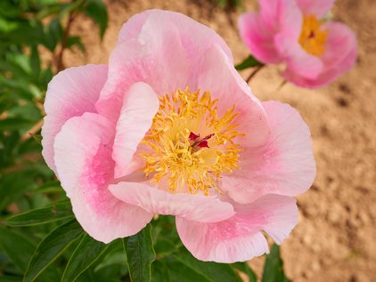 Pfingstrose Roselette