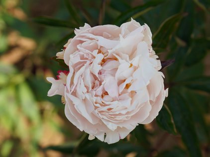 Blüte der Pfingstrose Blush Queen