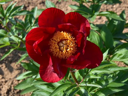 Pfingstrose Orange Glory