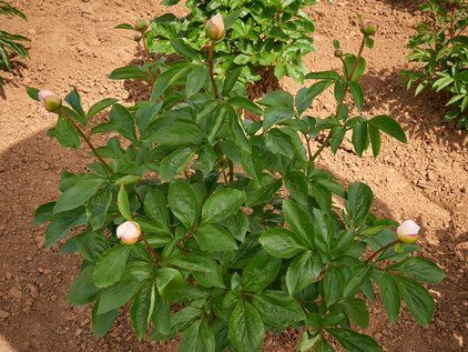 Pfingstrose Serenade mit Knospen