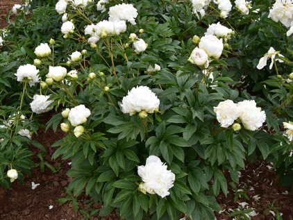 Pflanze der Pfingstrose Bright White