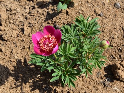 Pflanze der Pfingstrose Anemoniflora
