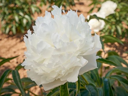 Blüte der Pfingstrose Edith Cavell