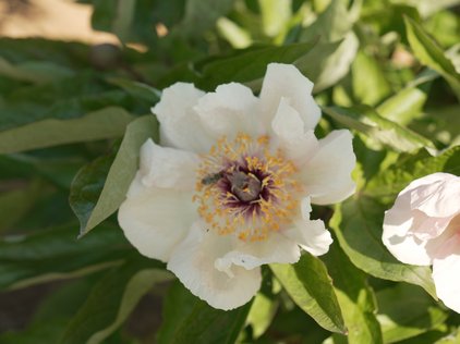 Blüte der Pfingstrose Time Traveler