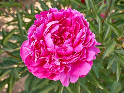 Blüte der Pfingstrose Kansas