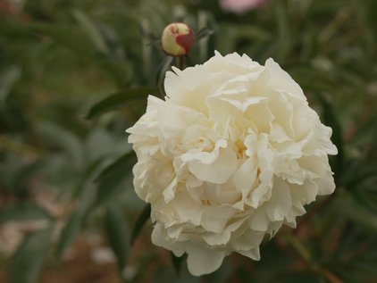 Blüte der Pfingstrose Louis Barthelot
