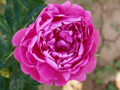 Pfingstrose Pink Pom Pom