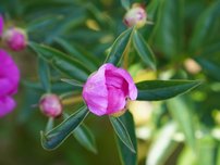 Knospe der Pfingstrose Easy Lavender
